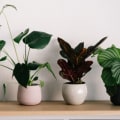 Boost Your Home's Air Quality With the Best Indoor Plants for Air Filtering and Purification