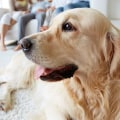 Choosing the Best HVAC Air Filters for Home With Pets