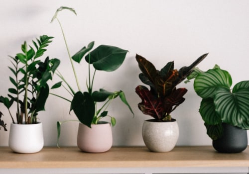 Boost Your Home's Air Quality With the Best Indoor Plants for Air Filtering and Purification